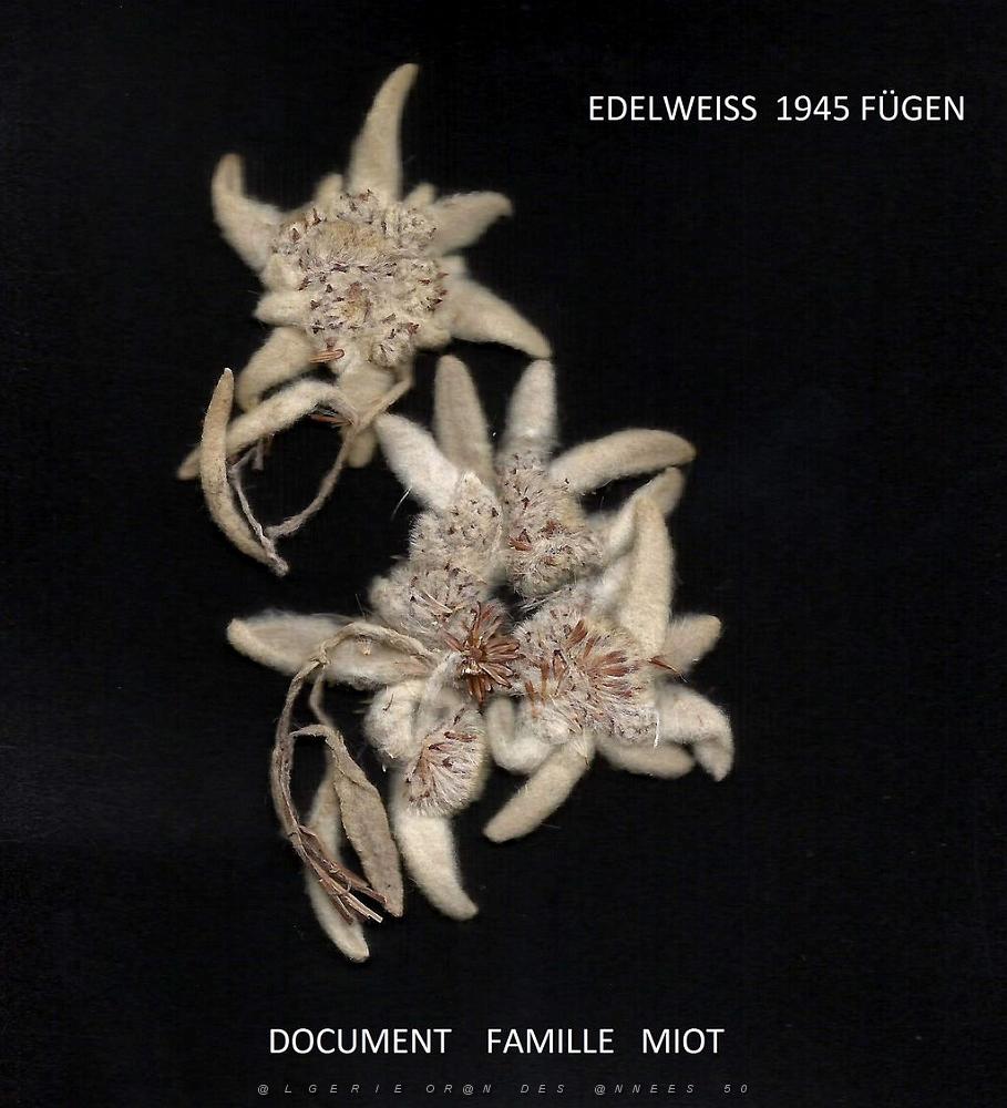201 a  EDELWEISS.jpg